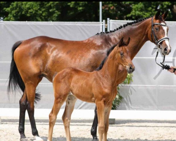 broodmare Color Summertime (Cissie) (Hanoverian, 2021, from Confess Color)