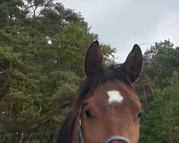 Pferd Campion (Hannoveraner,  , von Cadeau Noir)