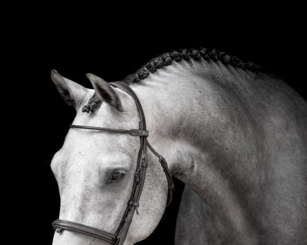 Springpferd Champ S 3 (Westfale, 2016, von Coupie)