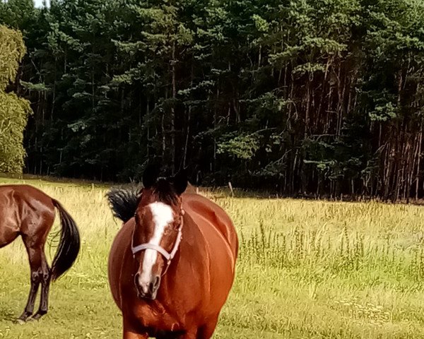 broodmare Mirelle (Trakehner, 2006, from Summertime) broodmare Mirelle (Trakehner, 2006, from Summertime)