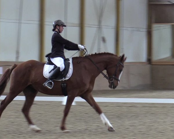 Reitturnier Gross Enzersdorf - Thavonhof 2023