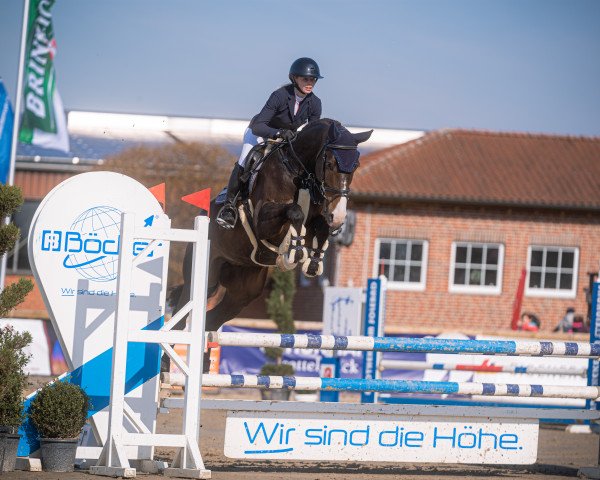 jumper Ole (Oldenburg show jumper, 2018, from Ogano)