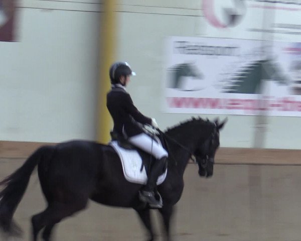 Reitturnier Gross Enzersdorf - Thavonhof 2023