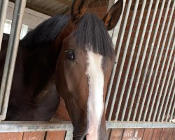 jumper Samsonite 14 (Hanoverian, 2018, from Stolzenberg)