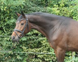 Springpferd Cheeky Shot PJ (Hannoveraner, 2017, von Comme il Faut)