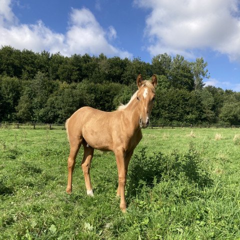 Pferd Querinus F (Westfale, 2021, von Qaside Md)