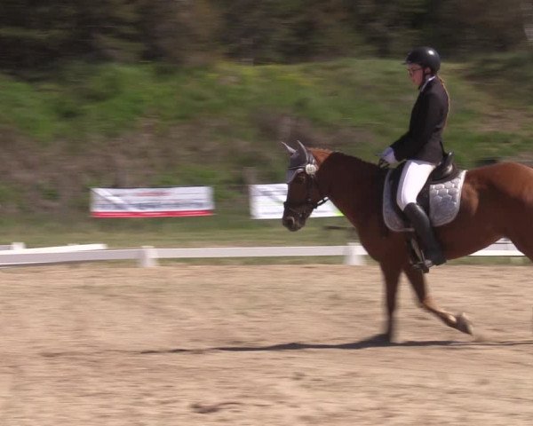 Reitturnier Colbitz 2023