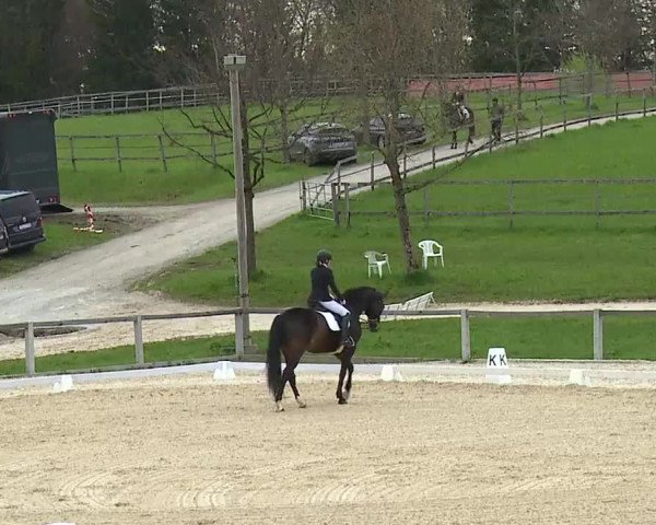 Reitturnier Gut Bohmerhof/Obb. 2023