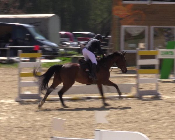 Reitturnier Bad Liebenstein/Sorga 2023