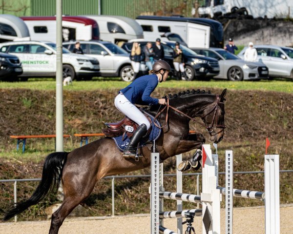 Springpferd Stakkato's Golden Bella (Hannoveraner, 2017, von Stakkato Gold) Springpferd Stakkato's Golden Bella (Hannoveraner, 2017, von Stakkato Gold)