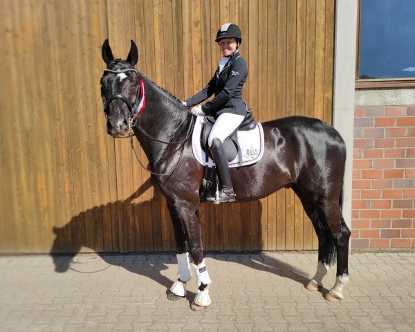 dressage horse Sound of Silence 8 (Oldenburg, 2014, from Surprice)