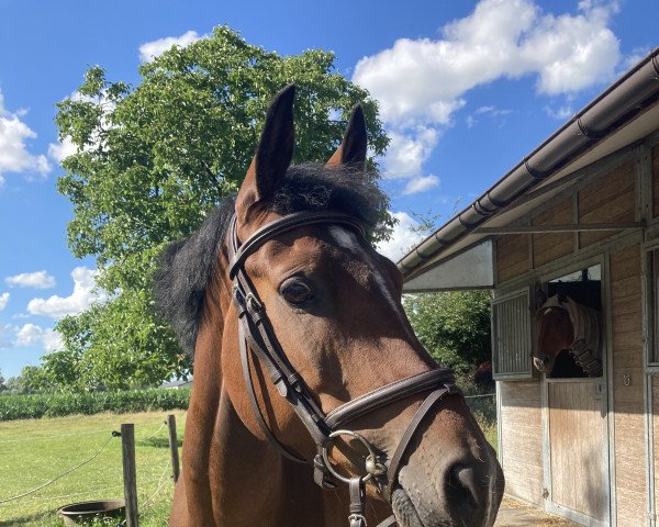 horse Unique Prinseveld DSC (Belgian Riding Pony, 2016, from Kodjo Van Orchid's)