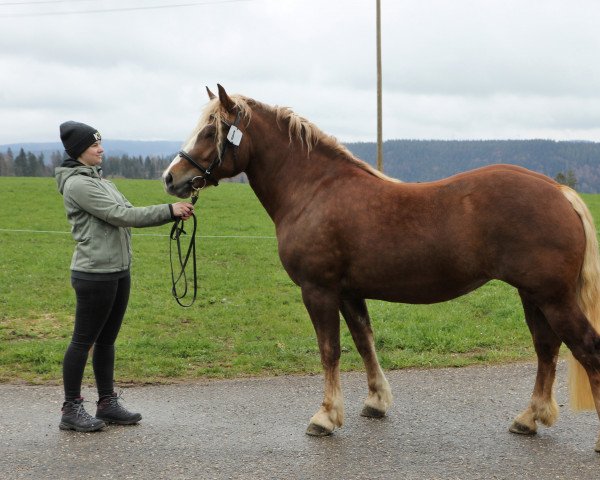 broodmare Jedina-Rosalie (Black Forest Horse, 2020, from Roter Milan)