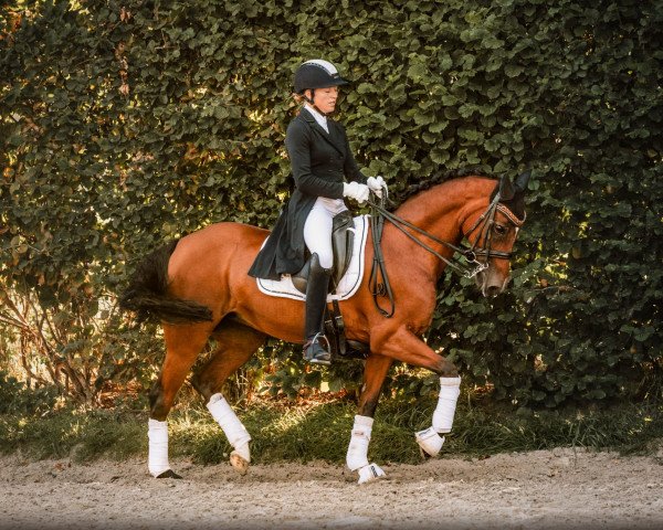 broodmare Whoopy 92 (German Riding Pony, 2009, from Noir de Luxe)