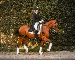 broodmare Whoopy 92 (German Riding Pony, 2009, from Noir de Luxe)