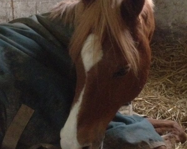Pferd Amir (Vollblutaraber, 1993, von Messaoud 1979 ox) Pferd Amir (Vollblutaraber, 1993, von Messaoud 1979 ox)