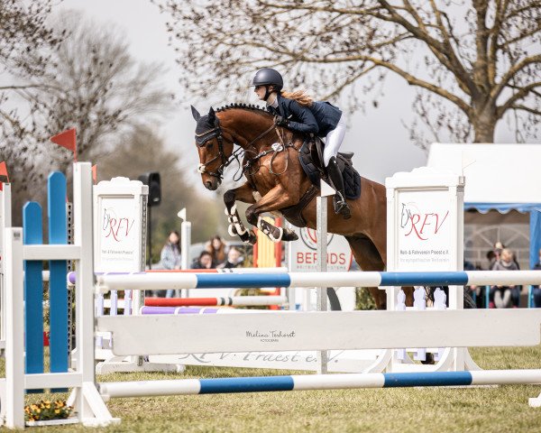 jumper Contaro Blue (Hanoverian, 2016, from Chacco Chacco)