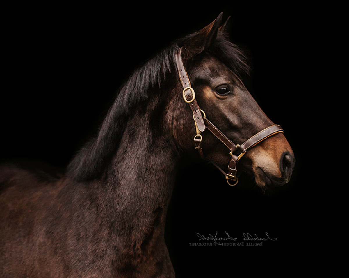 Pferd Brenjenhofs Mandelblüte (Belgisches Reitpony, 2020, von Top Magic van de Groenheuvel)
