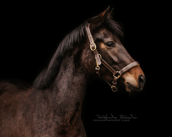 horse Brenjenhofs Mandelblüte (Belgian Riding Pony, 2020, from Top Magic van de Groenheuvel)