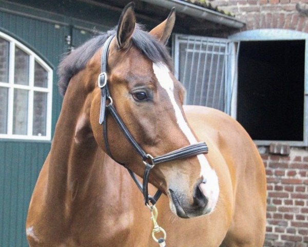 jumper Night Wish (Hanoverian, 2016, from Naldo 29)