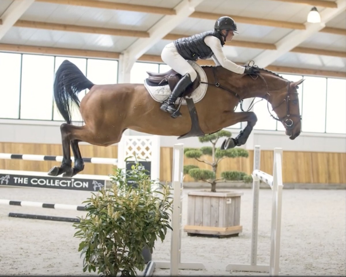 Springpferd Dulcinea d'Argouges (Selle Français, 2013, von Dollar de la Pierre)