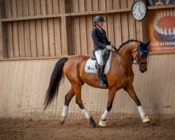 dressage horse Cassandro 69 (Oldenburg, 2009, from Casiro I)