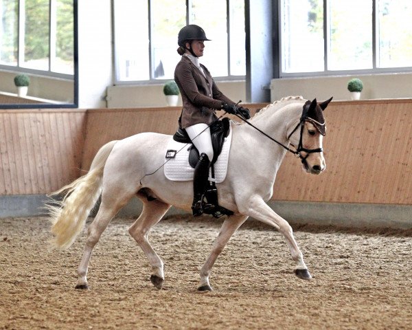 dressage horse HET Don Juan (German Riding Pony, 2014, from Donnerwetter)