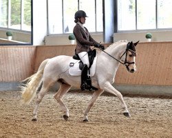 dressage horse HET Don Juan (German Riding Pony, 2014, from Donnerwetter)