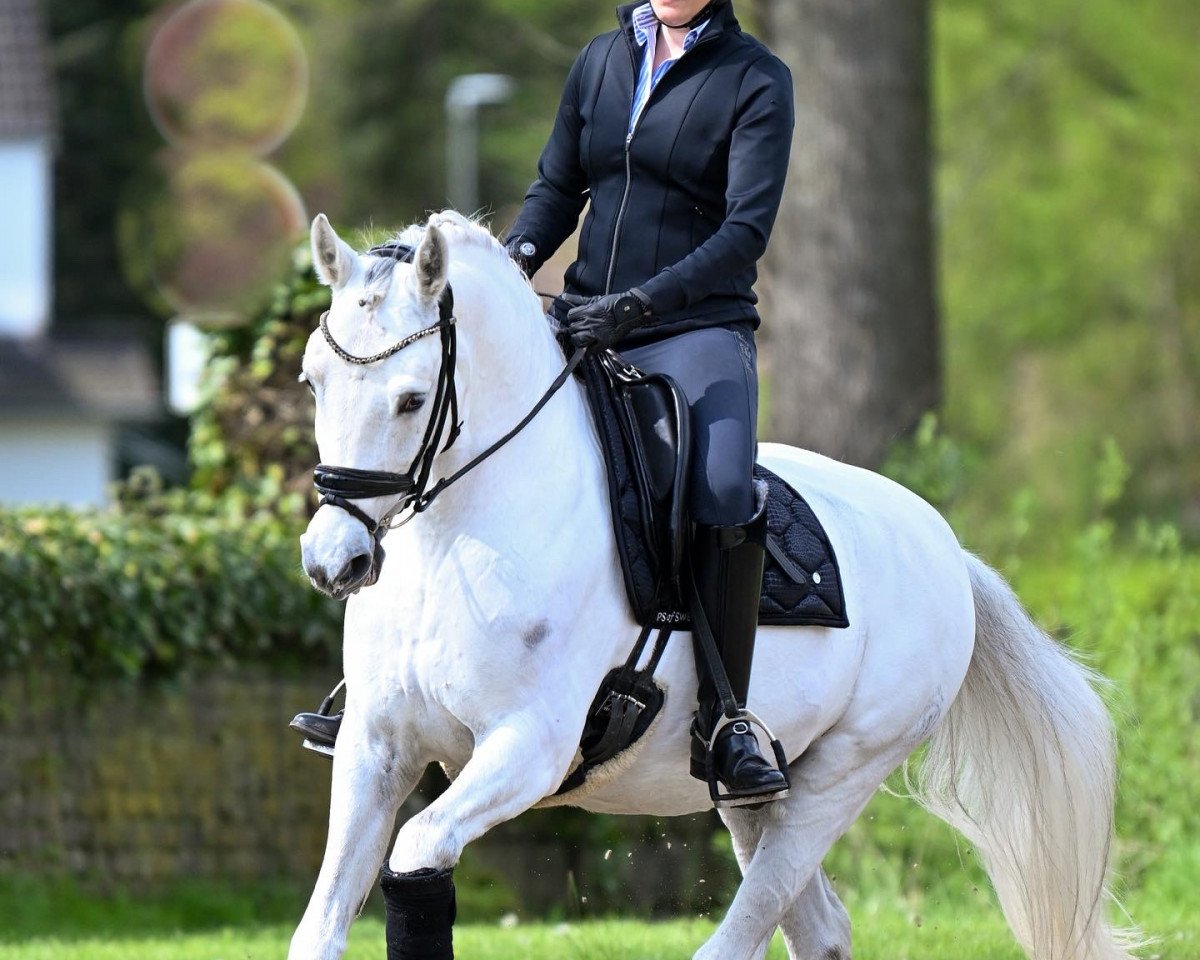 dressage horse Not Black (German Riding Pony, 2013, from Nobel Nagano NRW)