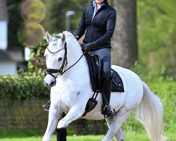 dressage horse Not Black (German Riding Pony, 2013, from Nobel Nagano NRW)