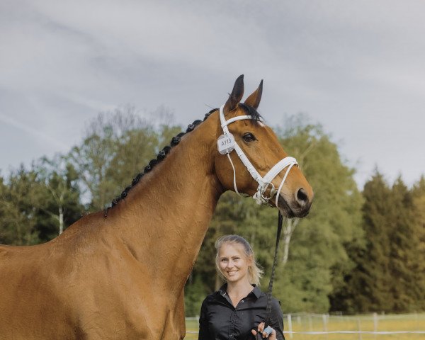 dressage horse Santandersson (Austrian Warmblood, 2006, from Santander H)