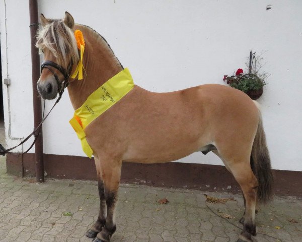 horse Donar (Fjord Horse, 2019, from Darion)