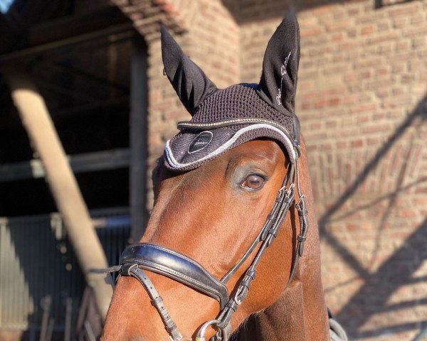 Cavallo da salto Olivia 193 (Zangersheide Reitpferd, 2018, di Oscar The Homage)
