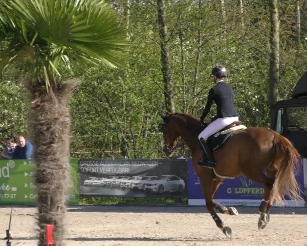 Reitturnier Handorf 2023