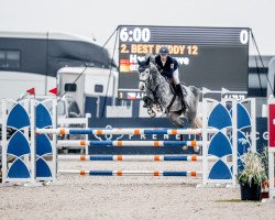 Springpferd Best Buddy 12 (Holsteiner, 2017, von Constanzehof's Barcley)