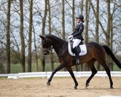dressage horse Livia 96 (Oldenburg, 2009, from Rock Forever NRW)