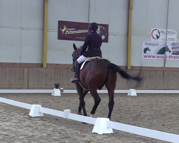 Reitturnier Gross Enzersdorf - Thavonhof 2023