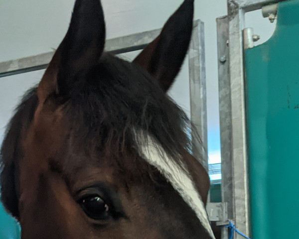 Springpferd Korinthe 5 (KWPN (Niederländisches Warmblut), 2015, von Quidaro)
