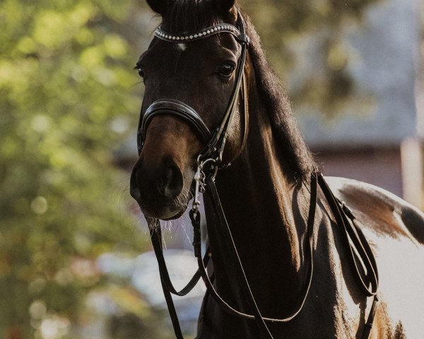dressage horse Fiete S (Hanoverian, 2011, from Fabregas)