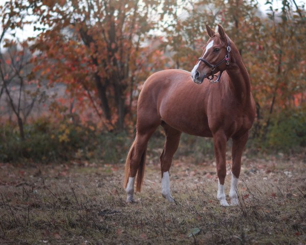 dressage horse Roothy Blue (German Sport Horse, 2012, from Rejoice) dressage horse Roothy Blue (German Sport Horse, 2012, from Rejoice)