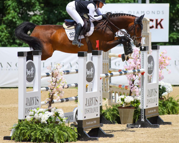 jumper Daytona S.e (Swedish Warmblood, 2014, from Durrant)
