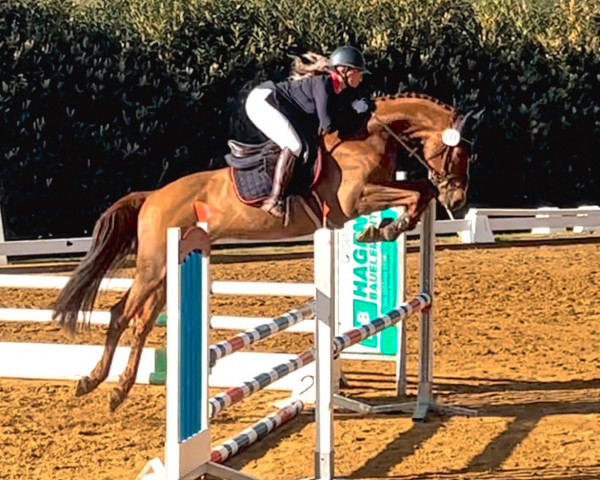 Springpferd Hanley's Light (KWPN (Niederländisches Warmblut), 2018, von Hanley)