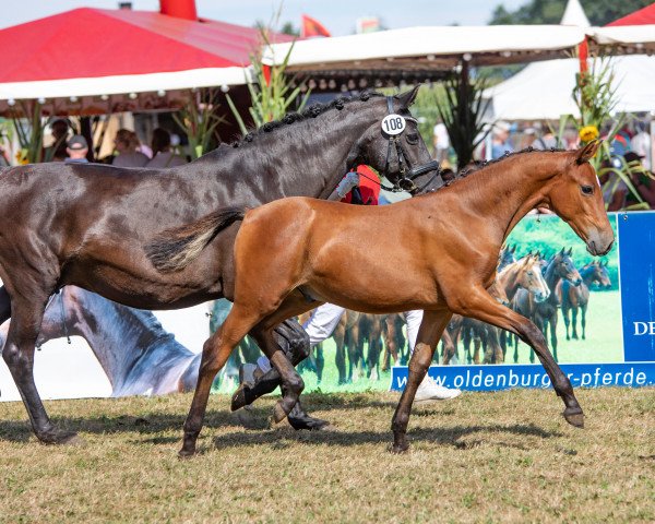 horse Cayuga Gold (German Riding Pony, 2022, from Cayuga San WE)