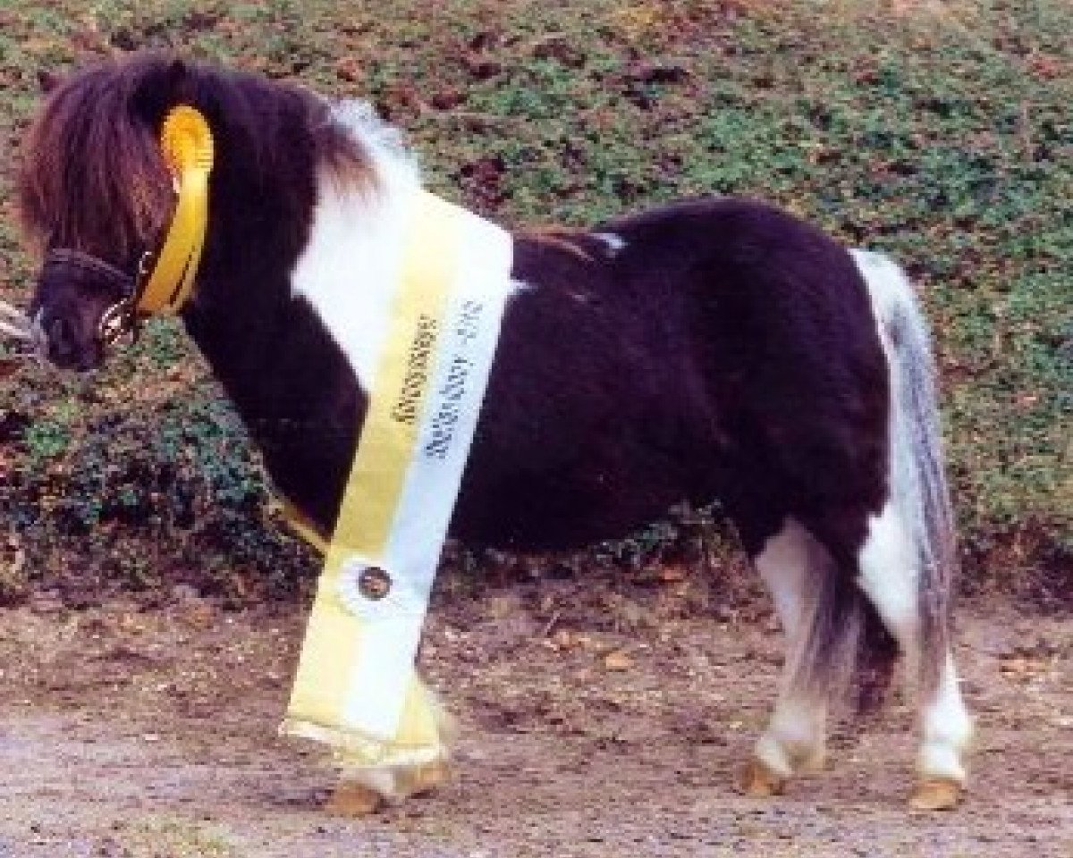 stallion Bacardi Black vom Ellernbrook (Shetland pony (under 87 cm), 2003, from Borax v. Silbersee)