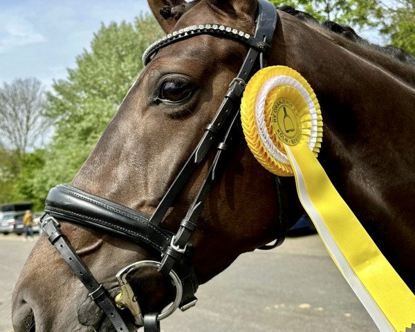 dressage horse Baileys Chocolate Kiss (Westphalian, 2017, from Belissimo NRW)