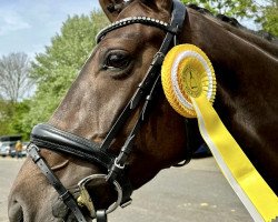 dressage horse Baileys Chocolate Kiss (Westphalian, 2017, from Belissimo NRW)