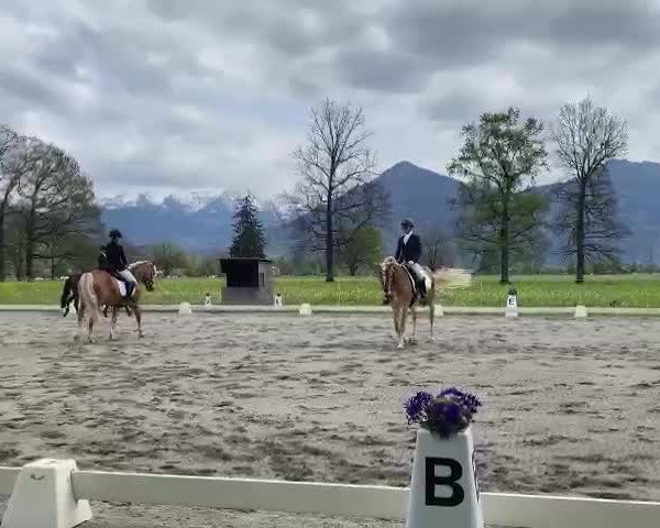 Video of Coco de Luxe