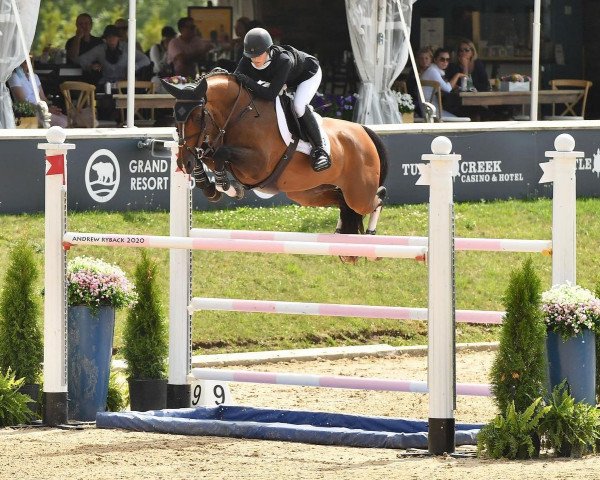 Springpferd J-Boston S.e (Belgisches Warmblut, 2009, von Boris van het Kluizebos)
