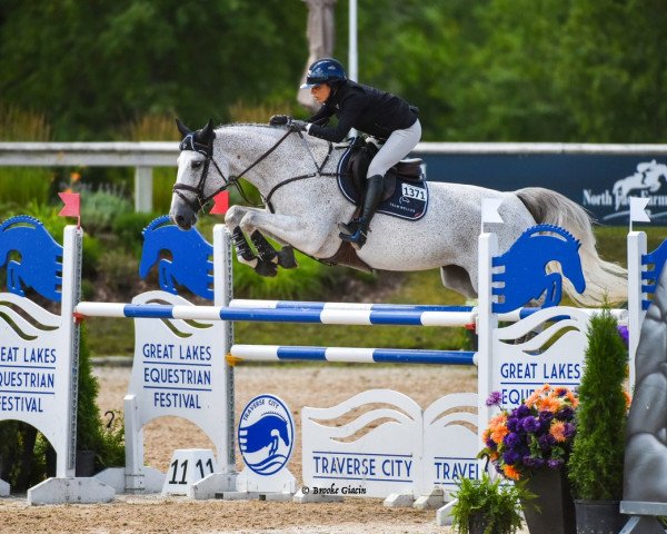 Springpferd Conquista D'Oz (Selle Français, 2012, von Norman Pre Noir)