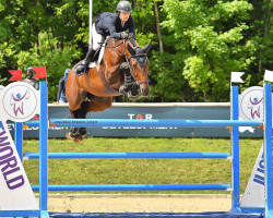 jumper Ardente Printaniere (Belgium Sporthorse, 2006, from Jouyeux Ardent)